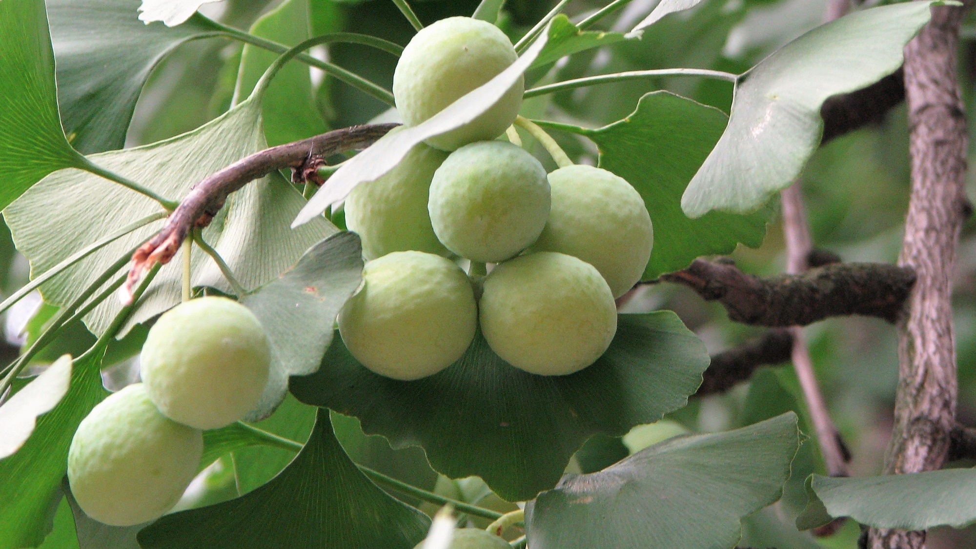 Dla tych, co nie chcą czekać. Szkółka Puzoniów