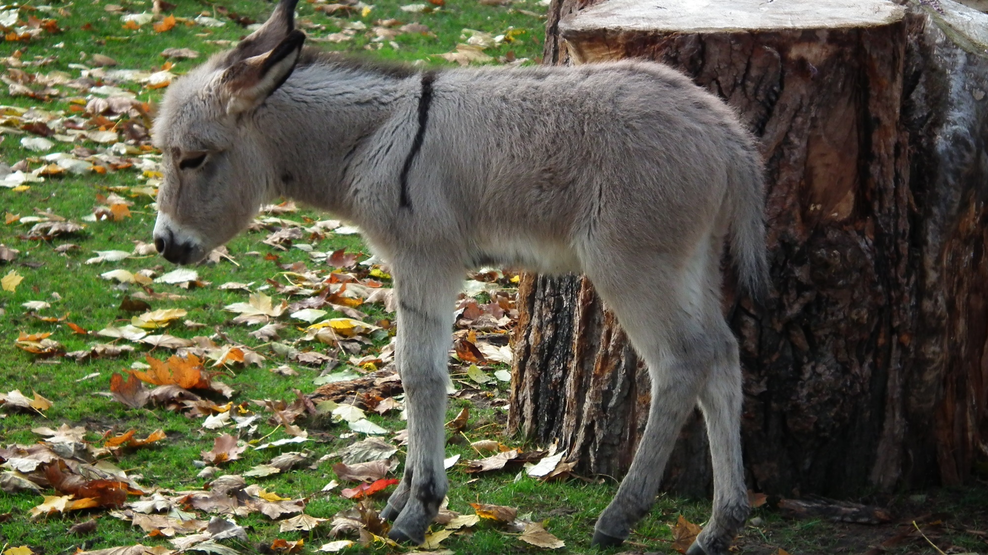 Terapia z pomocą osła. Czy rzeczywiście jest uparty?
