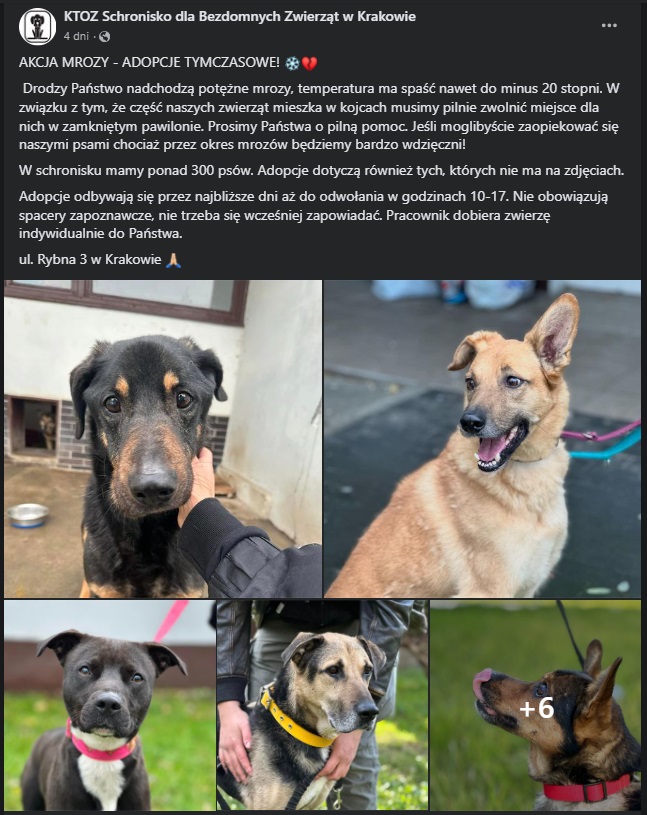 Ponad 100 zwierząt opuściło schronisko. Wszystko dzięki politykowi Lewicy