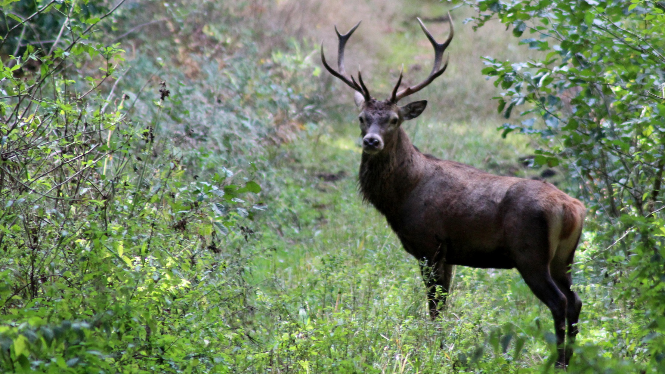 Dzicy miastowi. Zwierzęta na chodnikach w Ustrzykach Dolnych