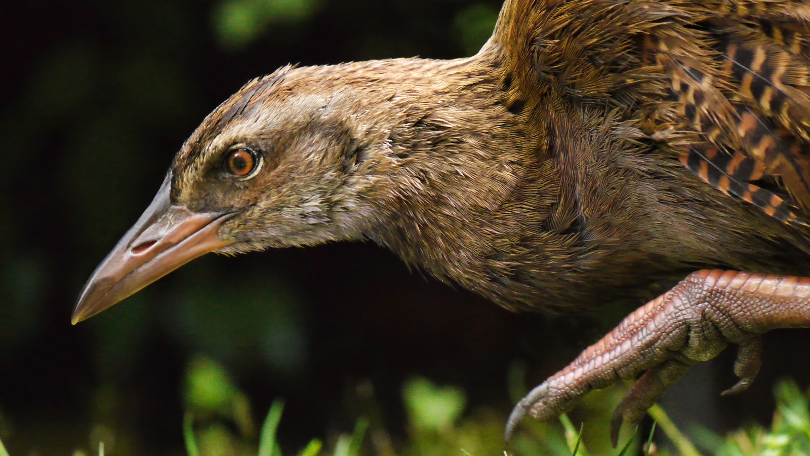 Uczestnik amerykańskiego programu zjadł chronionego ptaka. Wiedział, iż nie może