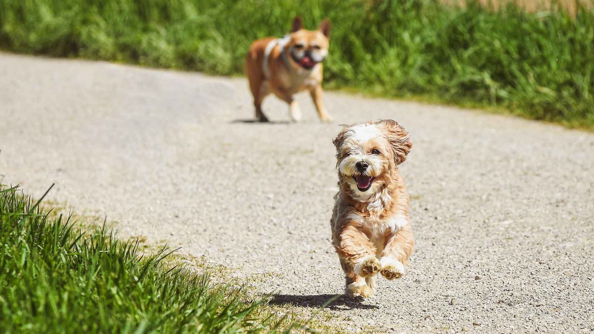 KO walczy o prawa zwierząt. Brak łańcucha i obowiązek kastracji już niedługo