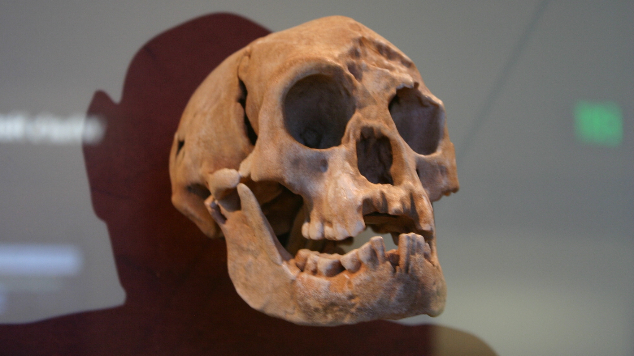 Odnaleziono szczątki „hobbita”. Profesor uważa, iż przodek człowieka przez cały czas żyje