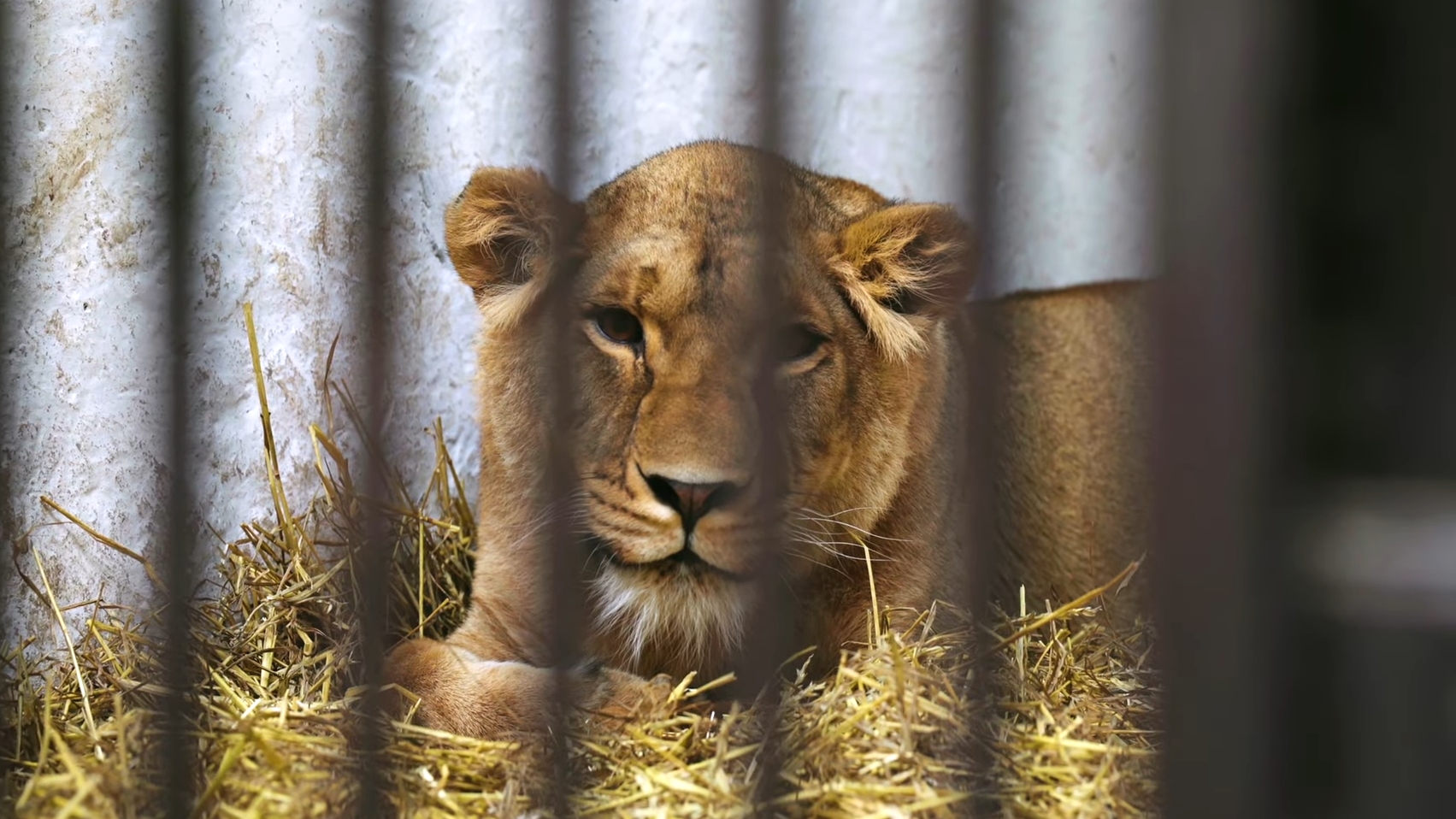 Ratują lwy z Ukrainy. Yuna mieszkała na 4 mkw. i była czyjąś „maskotką”