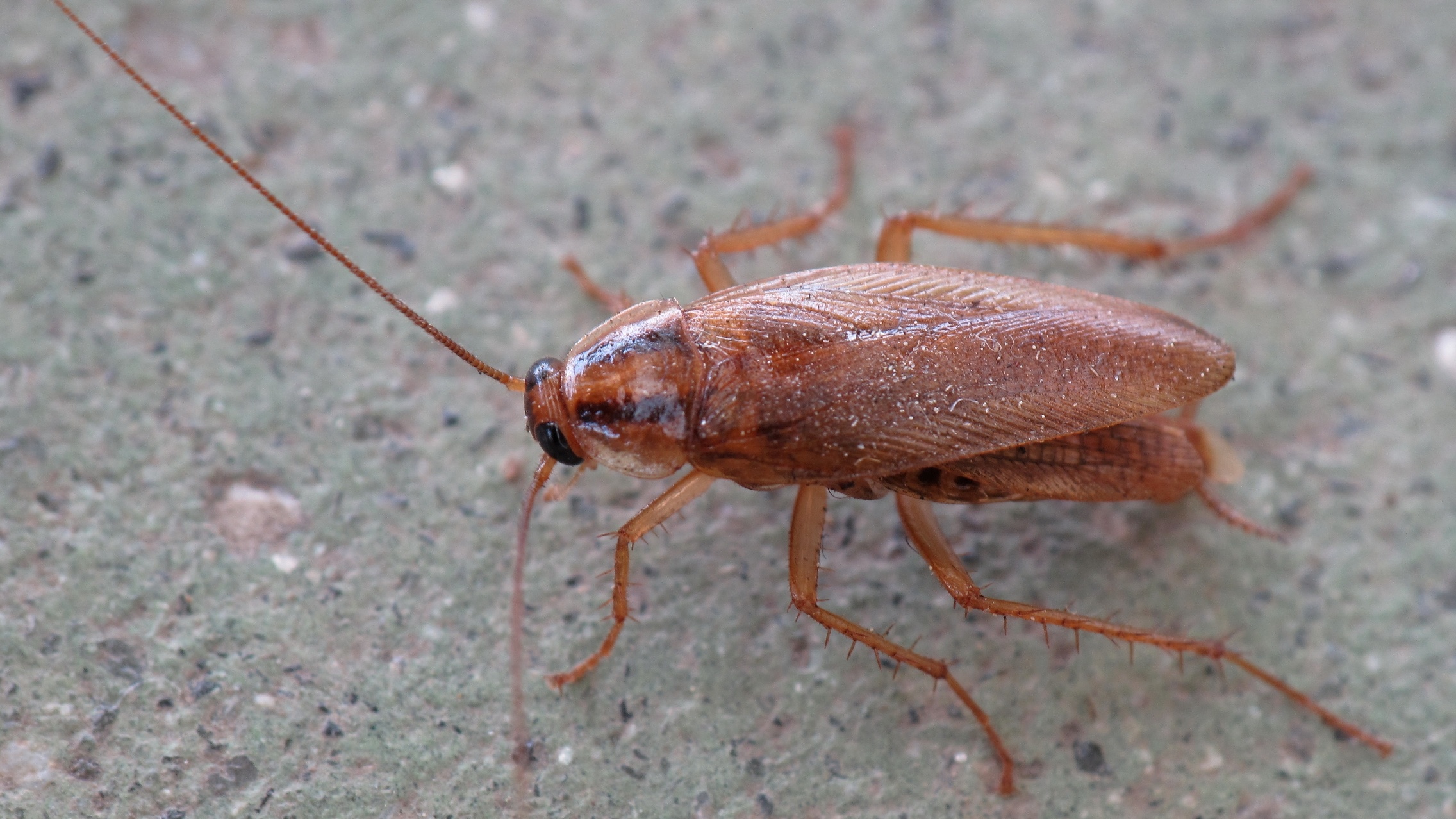 Horror w centrum miasta. Dom opanowany przez robactwo