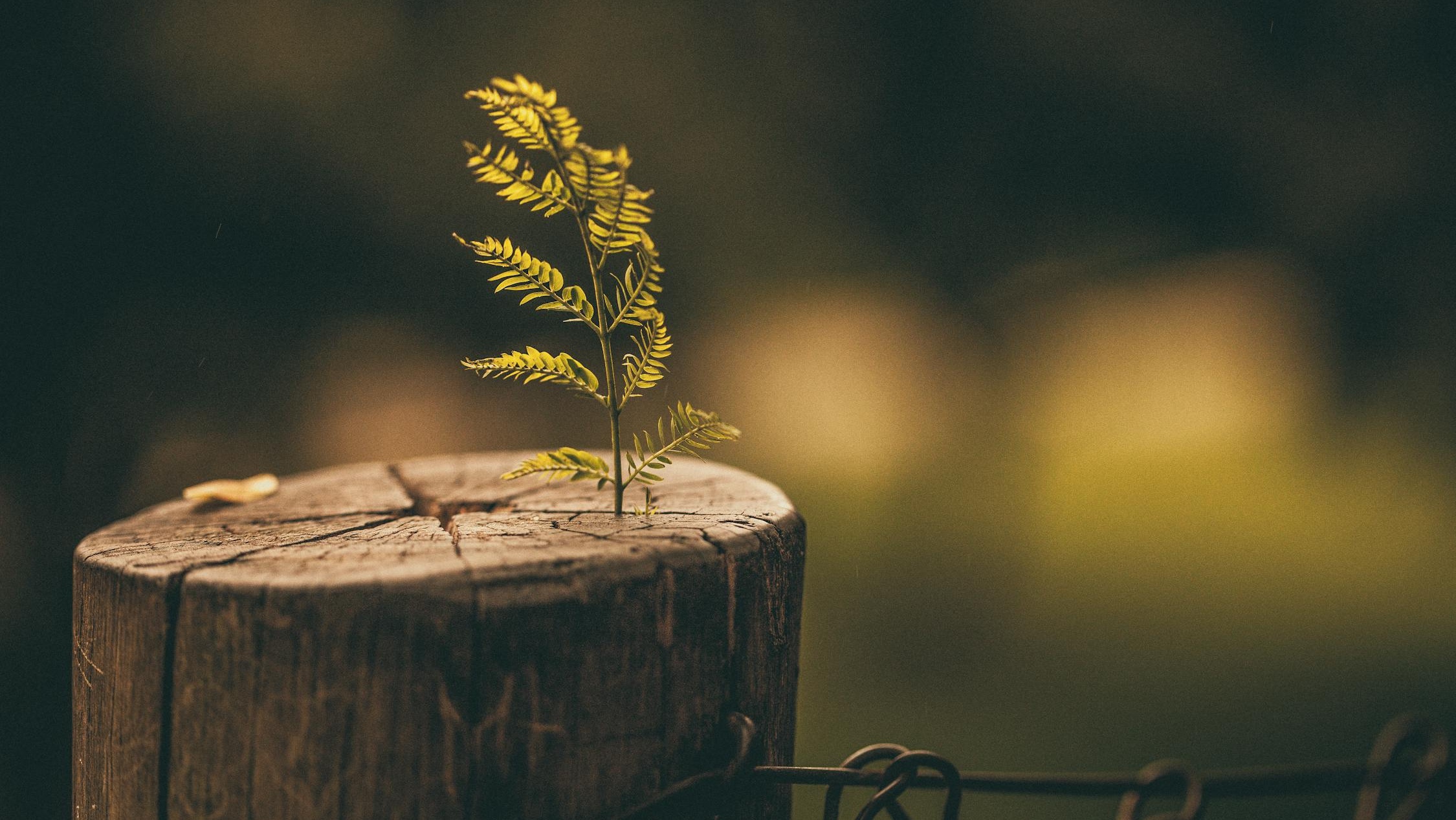 Spokojny człowiek bez wybuchów złości. Finał sąsiedzkiej kłótni cz. II