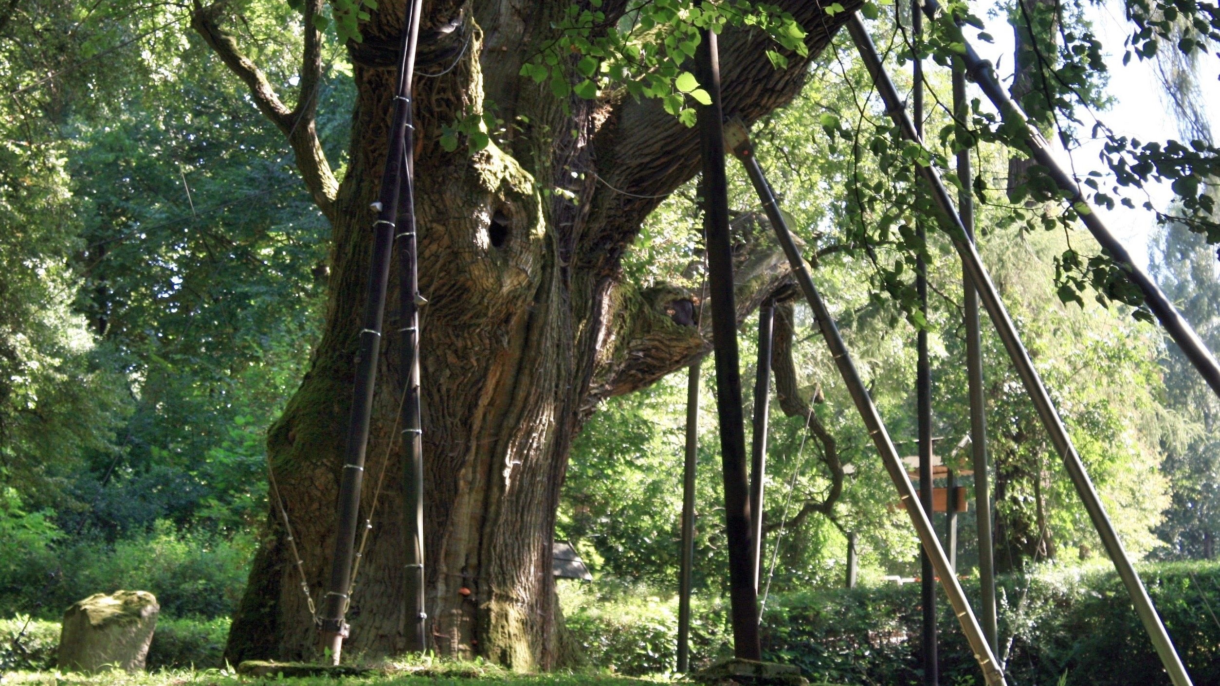 Wiekowe drzewo uszkodzone. Powodem są ostatnie zdarzenia atmosferyczne