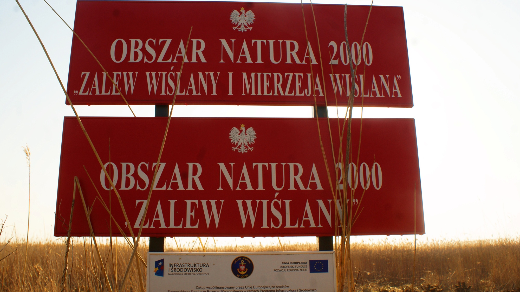 Ale go „rypło”. Choroba Zalewu Wiślanego