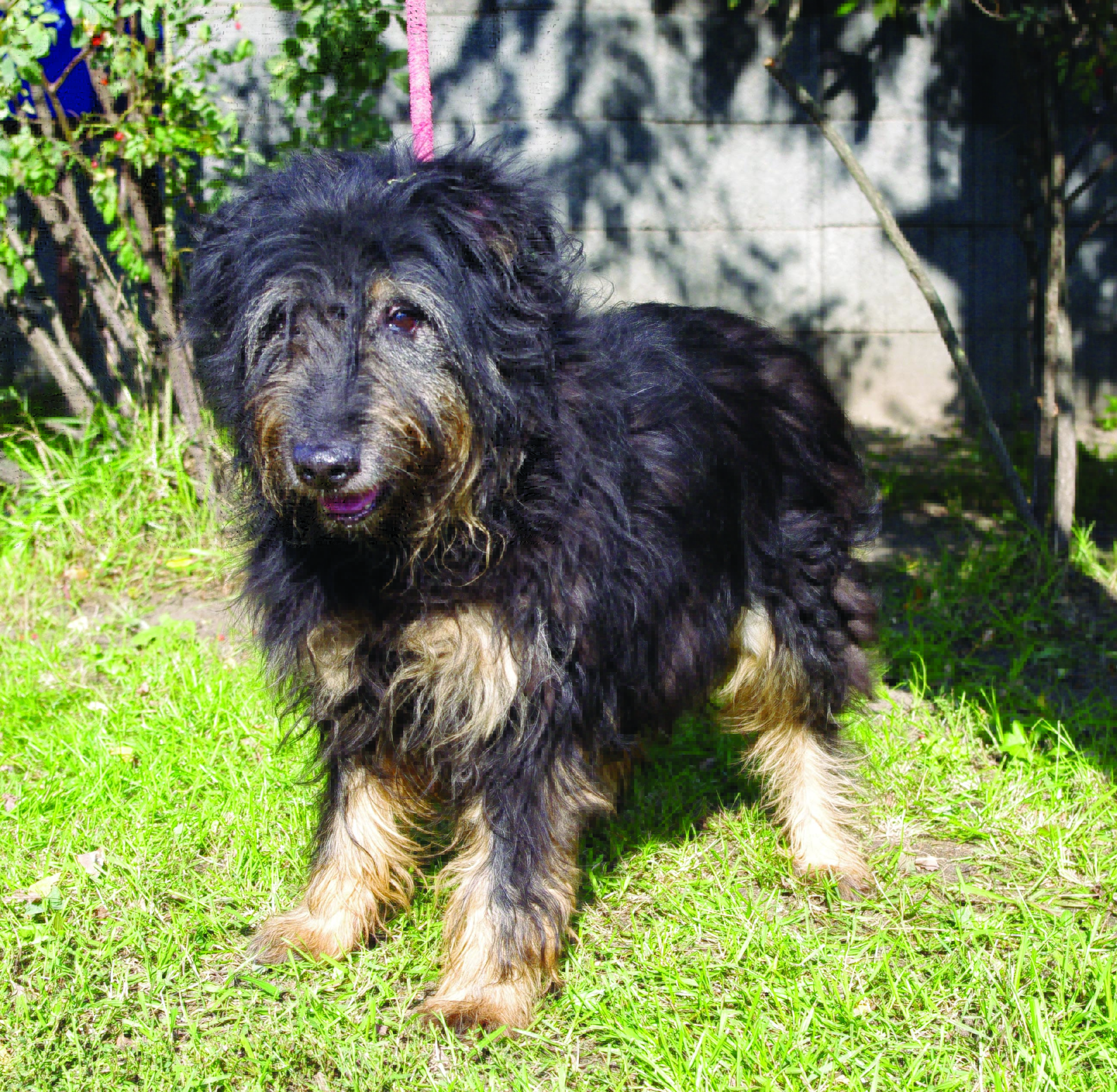 1 lipca – Dzień Psa