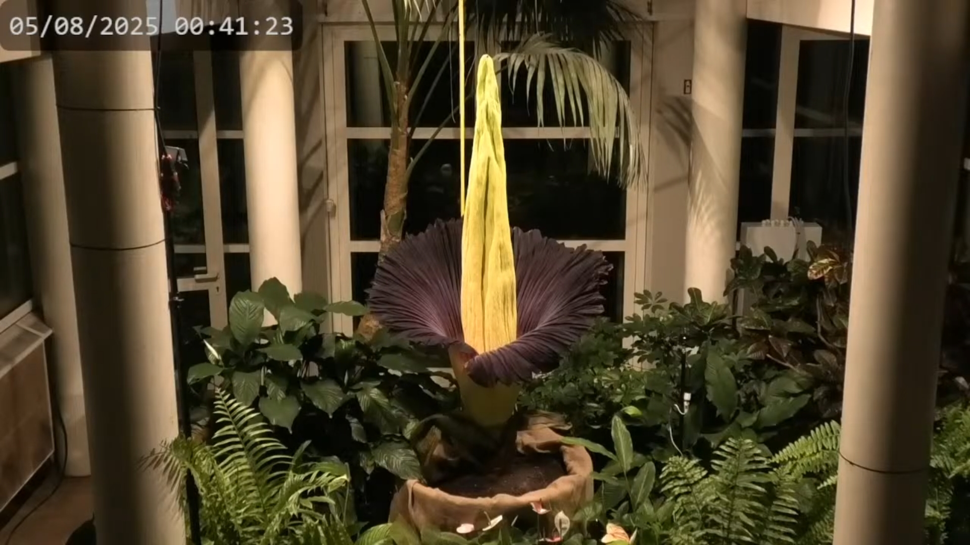 Niesamowite zjawisko w Warszawie. Po raz kolejny rozkwita „kwiat trupiej woni”