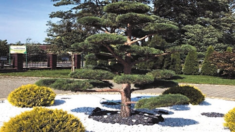 Drzewo w pojemniku, czyli Garden Bonsai