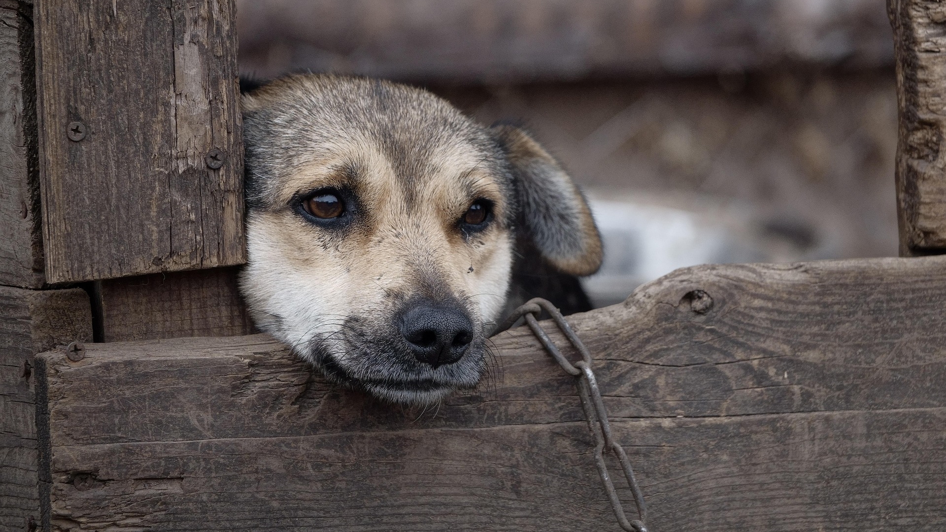 Sejm nie odrzucił weta Karola Nawrockiego w sprawie ustawy łańcuchowej