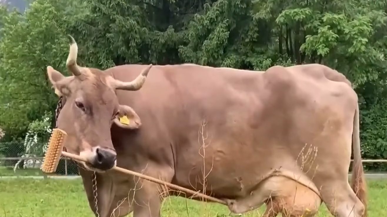 Krowi geniusz. Veronika umie korzystać z narzędzi