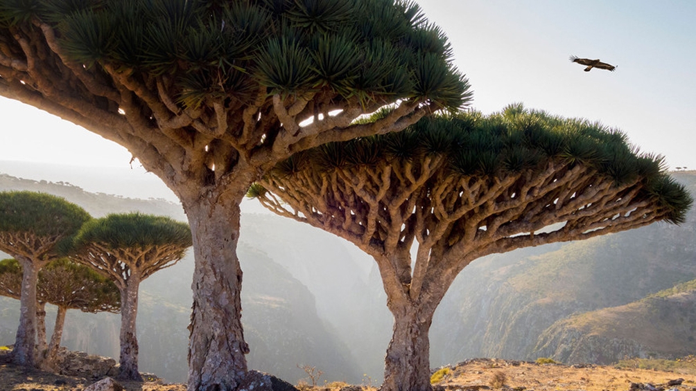 Kolejnych 45 Polaków opuściło Sokotrę. Jutro następny lot