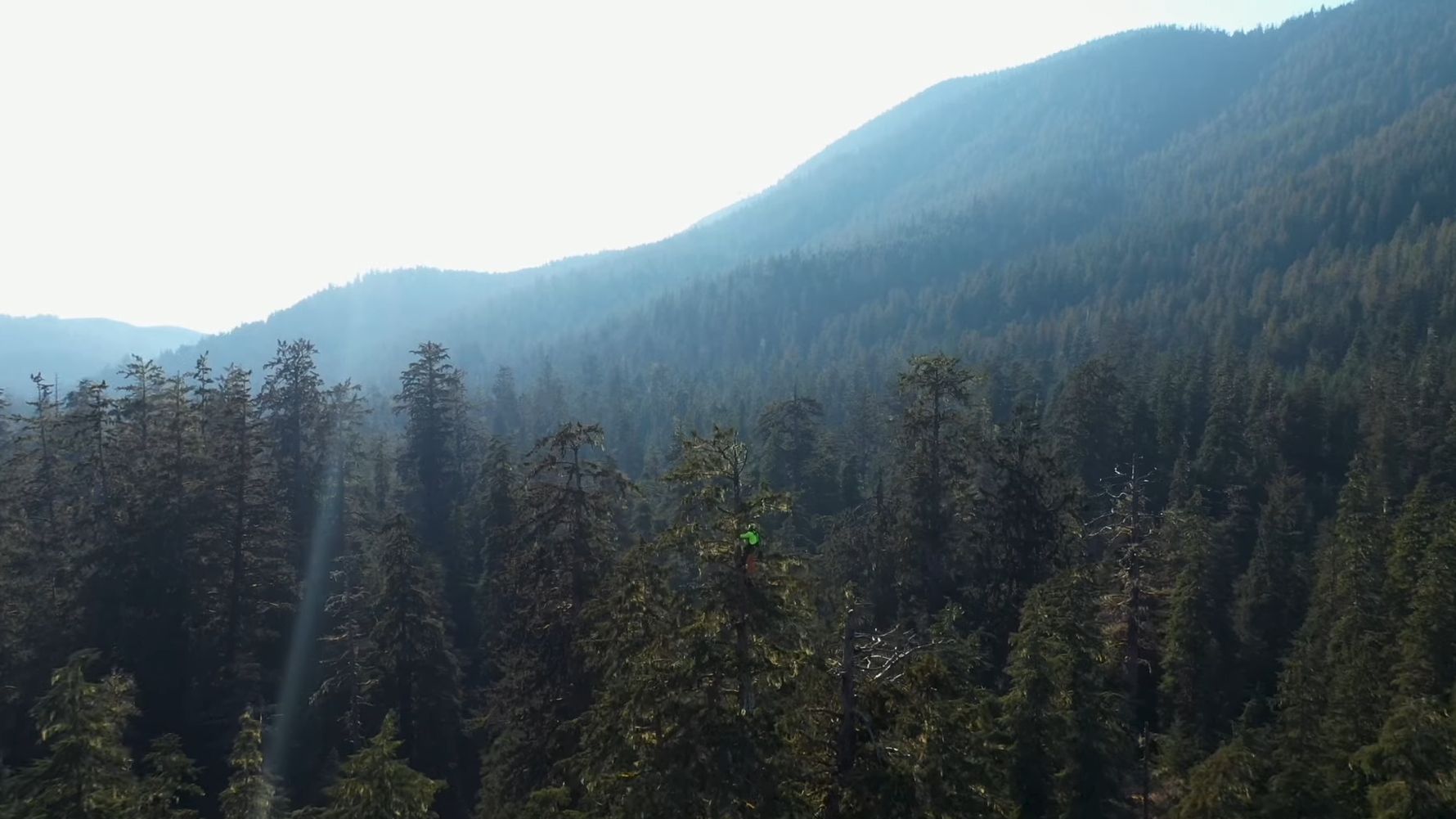 Zielona legenda Carmanah. Tam, gdzie las ocalał