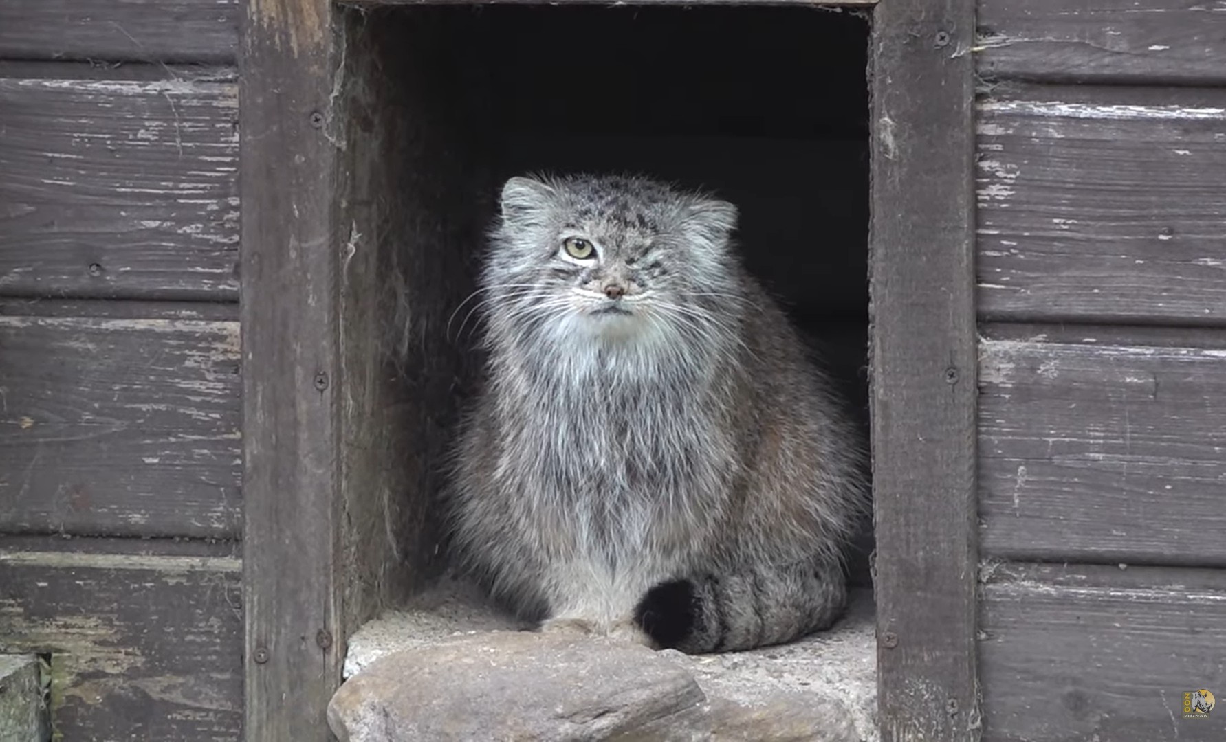 Bożenka z poznańskiego zoo zaginęła. Trwa akcja poszukiwawcza