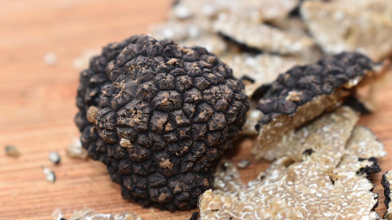 Trufle – historia i luksus najdroższych grzybów świata
