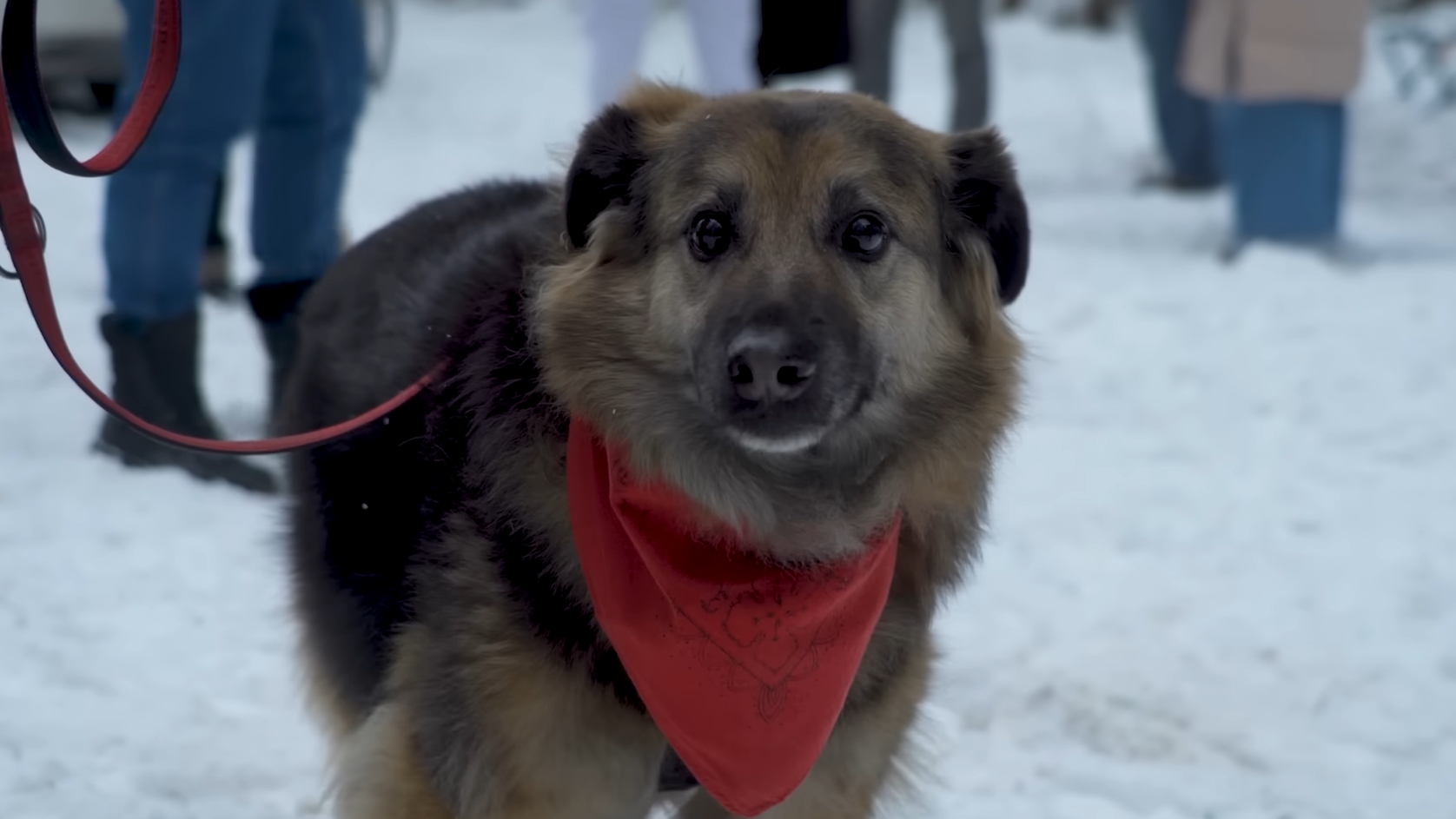 Wyrok w sprawie schroniska „Happy Dog”. Sąd orzekł więzienie i zakazy