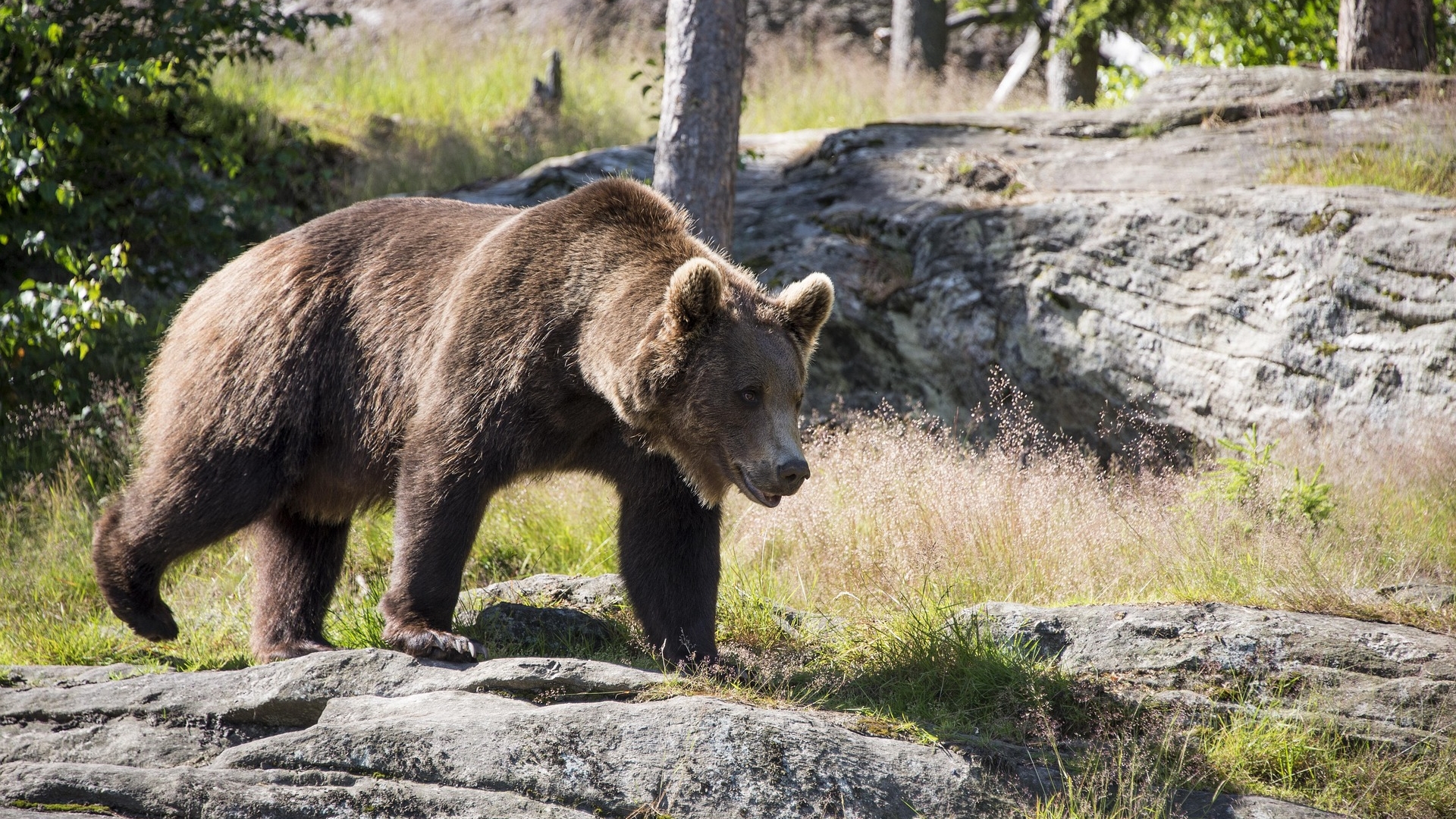 Tragiczny atak niedźwiedzia na Podkarpaciu. Nie żyje 58-letnia kobieta