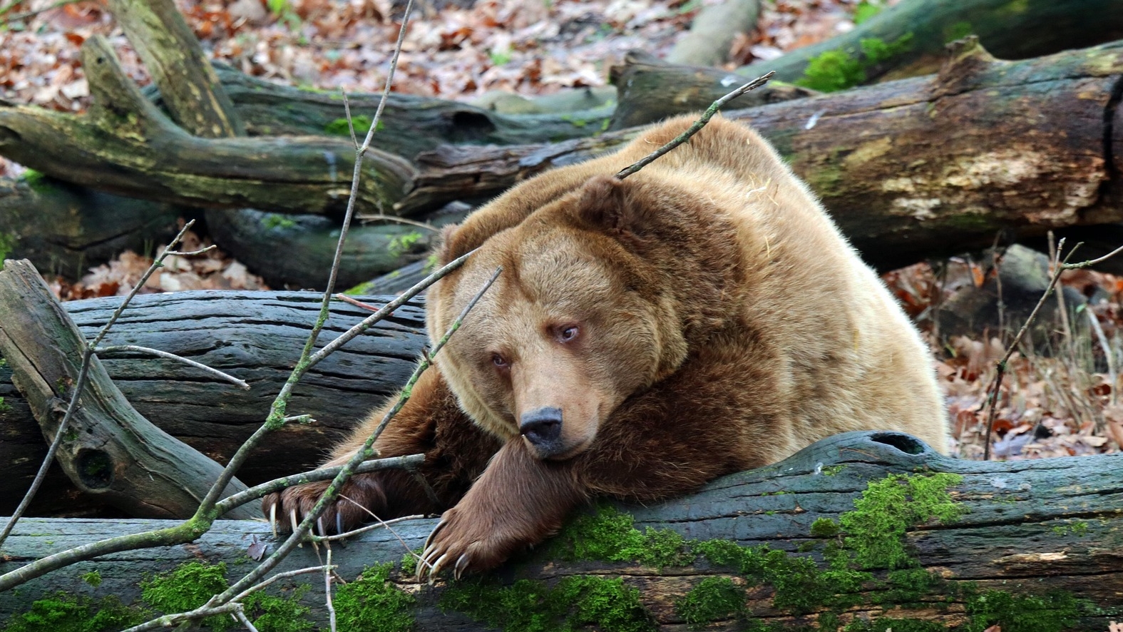 Tragiczne spotkanie w lesie. Ekspertka wskazała na zaniedbania