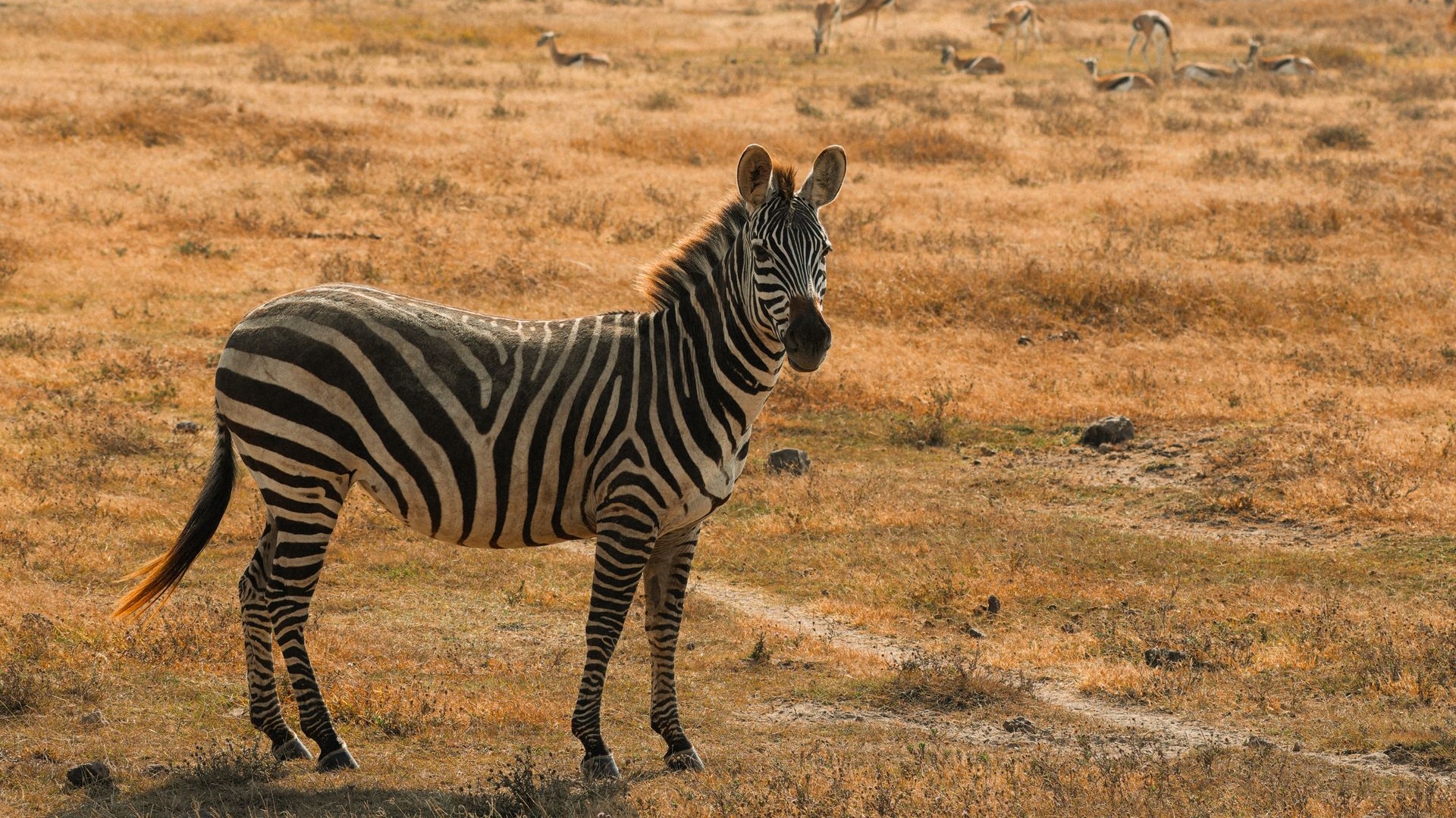 Nowa ekspedycja w Serengeti. Polscy naukowcy badają kolebkę ludzkości
