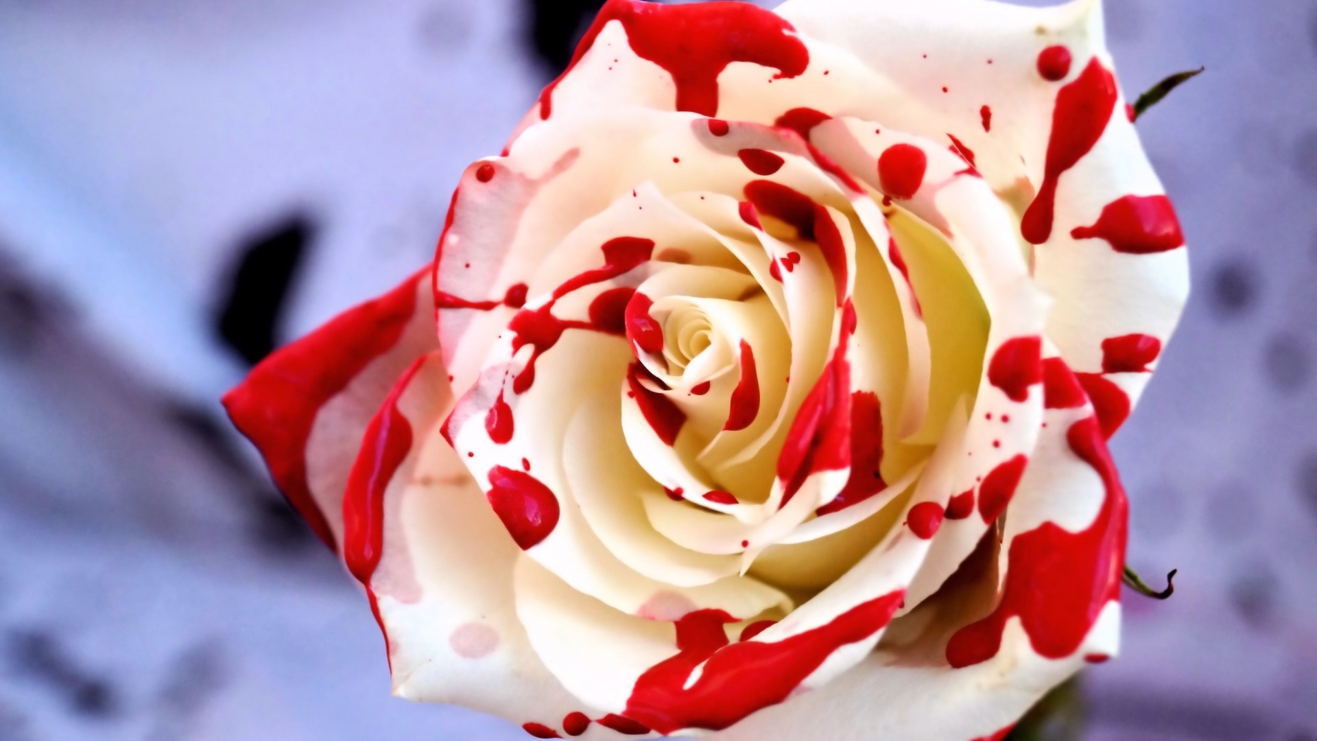 Fajbusiewicz wraca do spraw sprzed lat. Dom pod różami