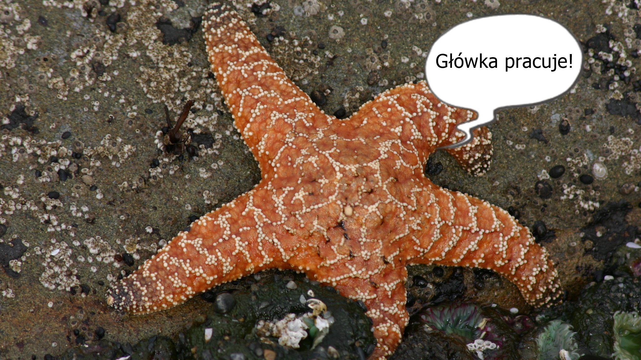 Angorka pod wodą. Struktura rozgwiazdy i podwodny skarb