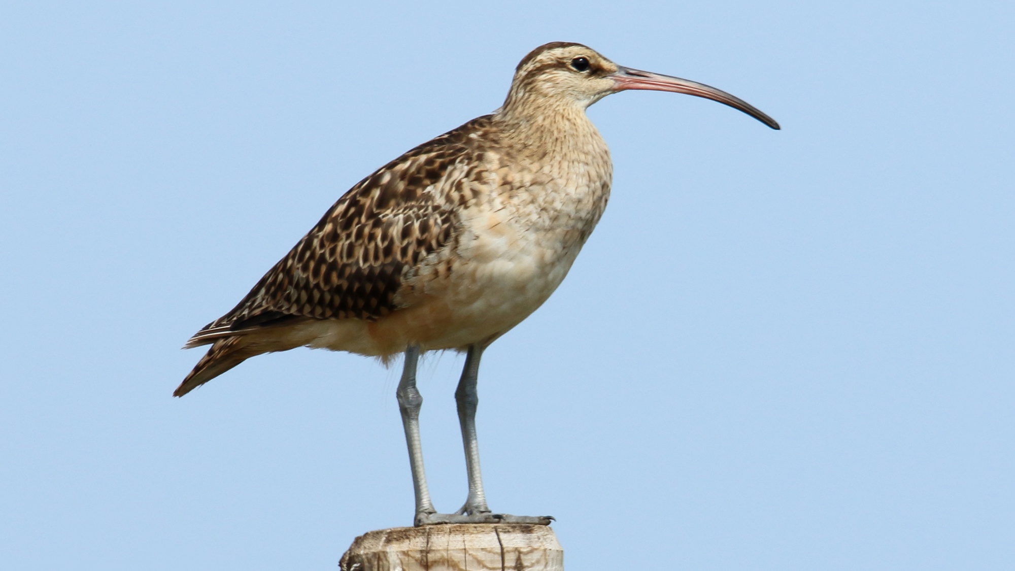 Zagrożone wymarciem: Kulik alaskański