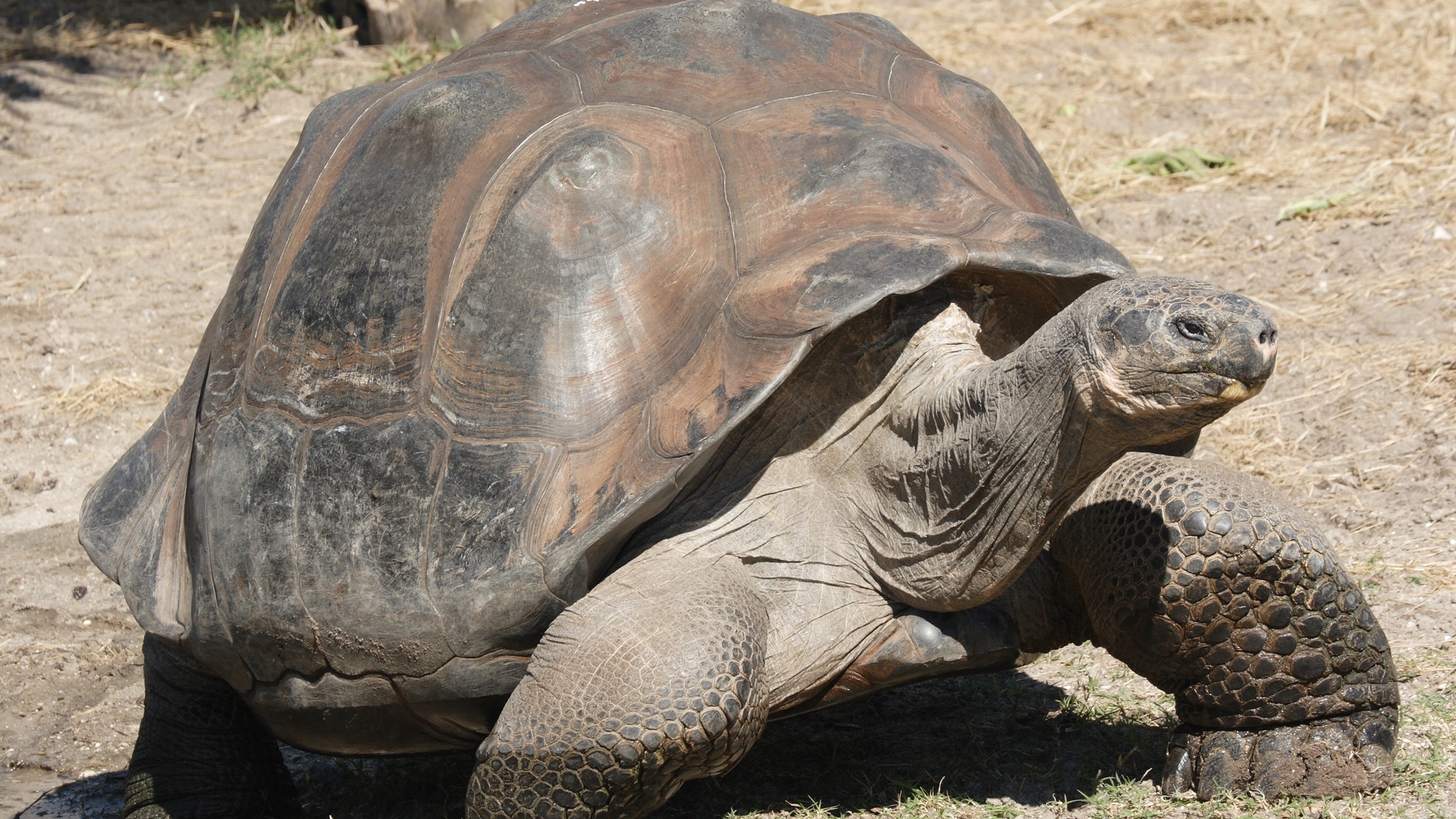 Wiekowa matka żółwia słoniowego