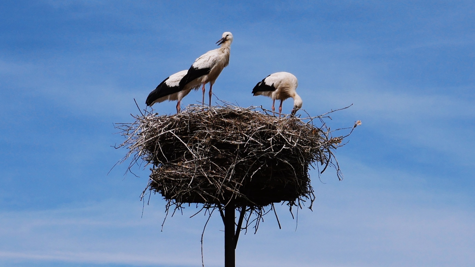 Ptaki w obiektywie. Rewolucyjny projekt z Opolszczyzny