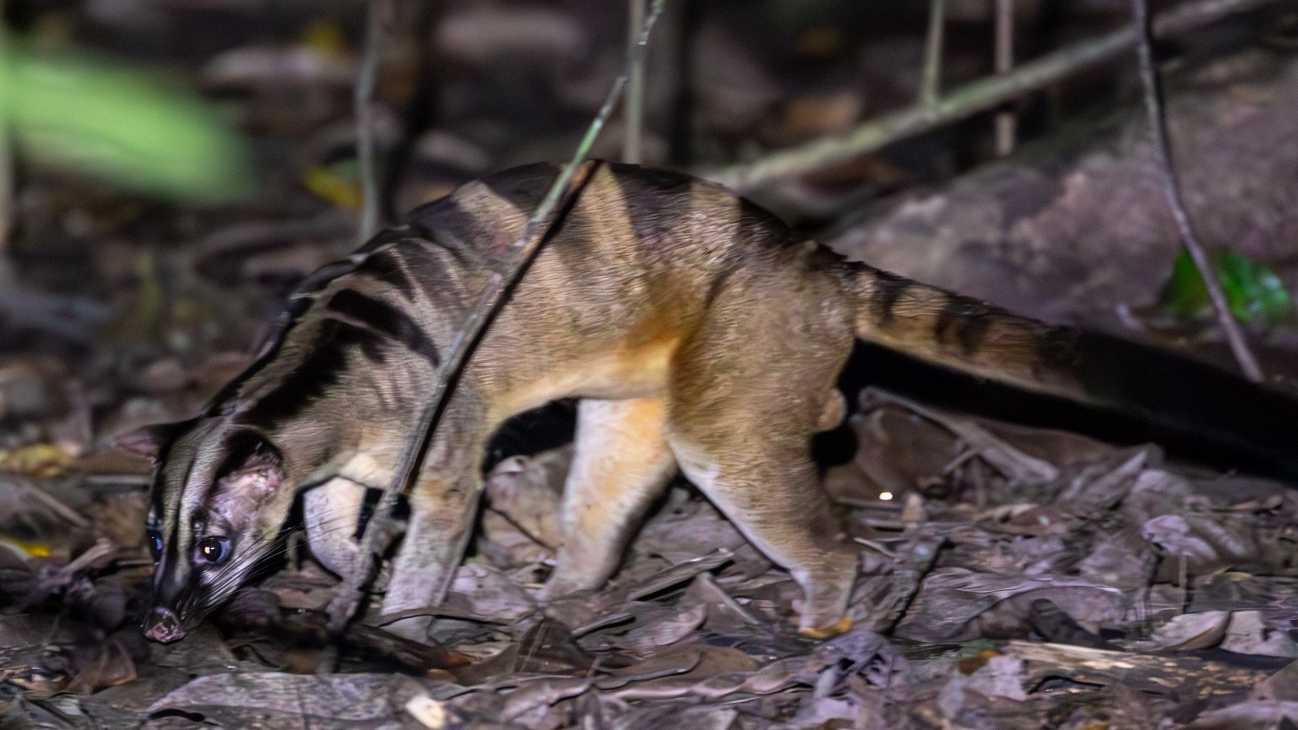 Kunołaz pręgowany. Nocny wspinacz z Azji Południowo-Wschodniej