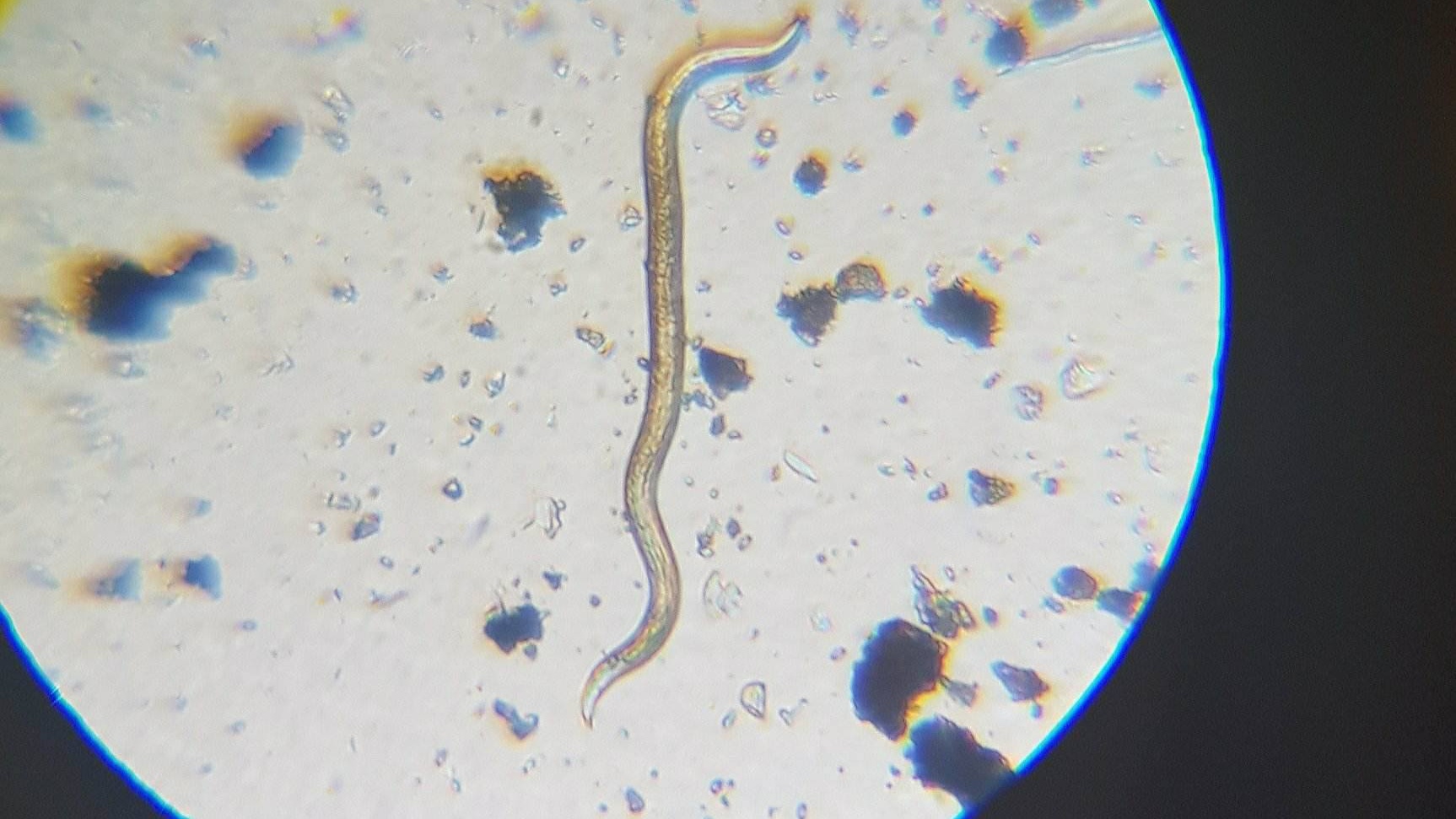 Mikroplastik jak słodycze