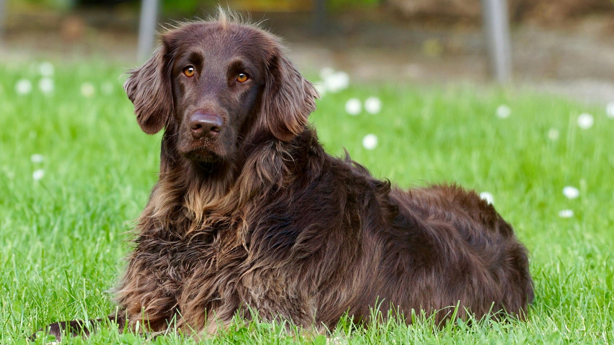 Na czterech łapach. Praca i wyciszanie przez leżakowanie