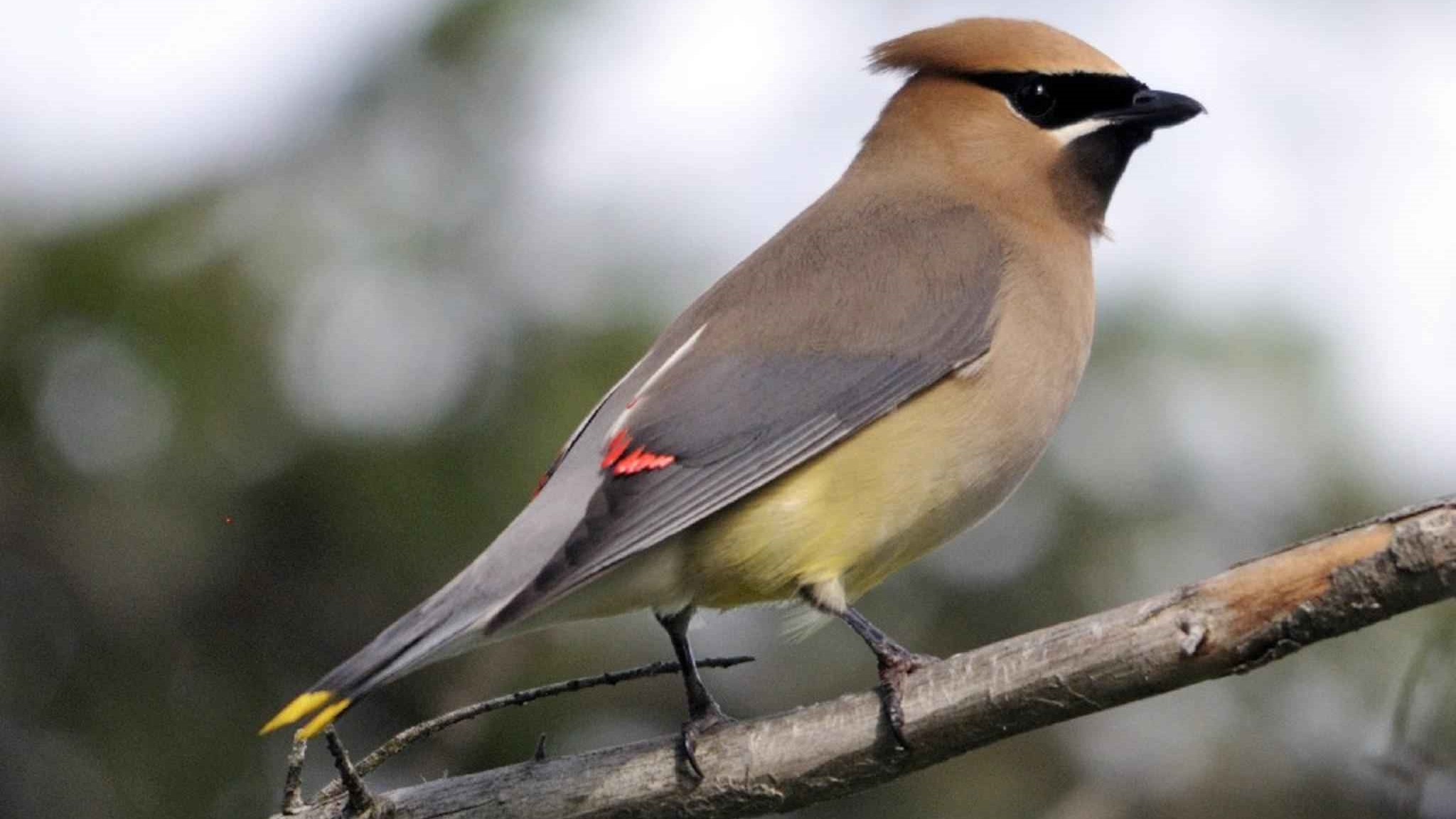 Kto przylatuje do nas na zimę? Te ptaki lubią nasz klimat