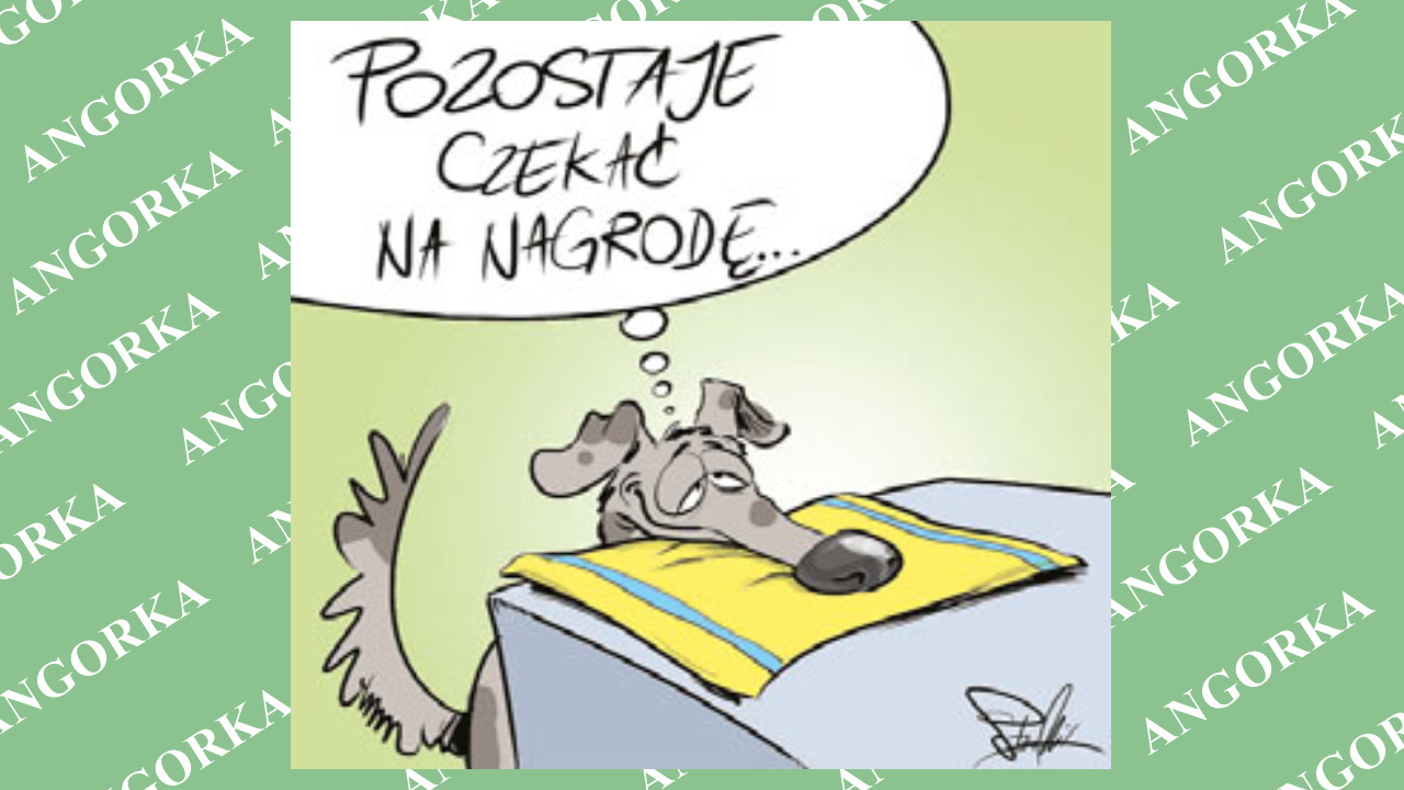 Ręcznik jako tłumacz. Nowa metoda komunikacji z psem