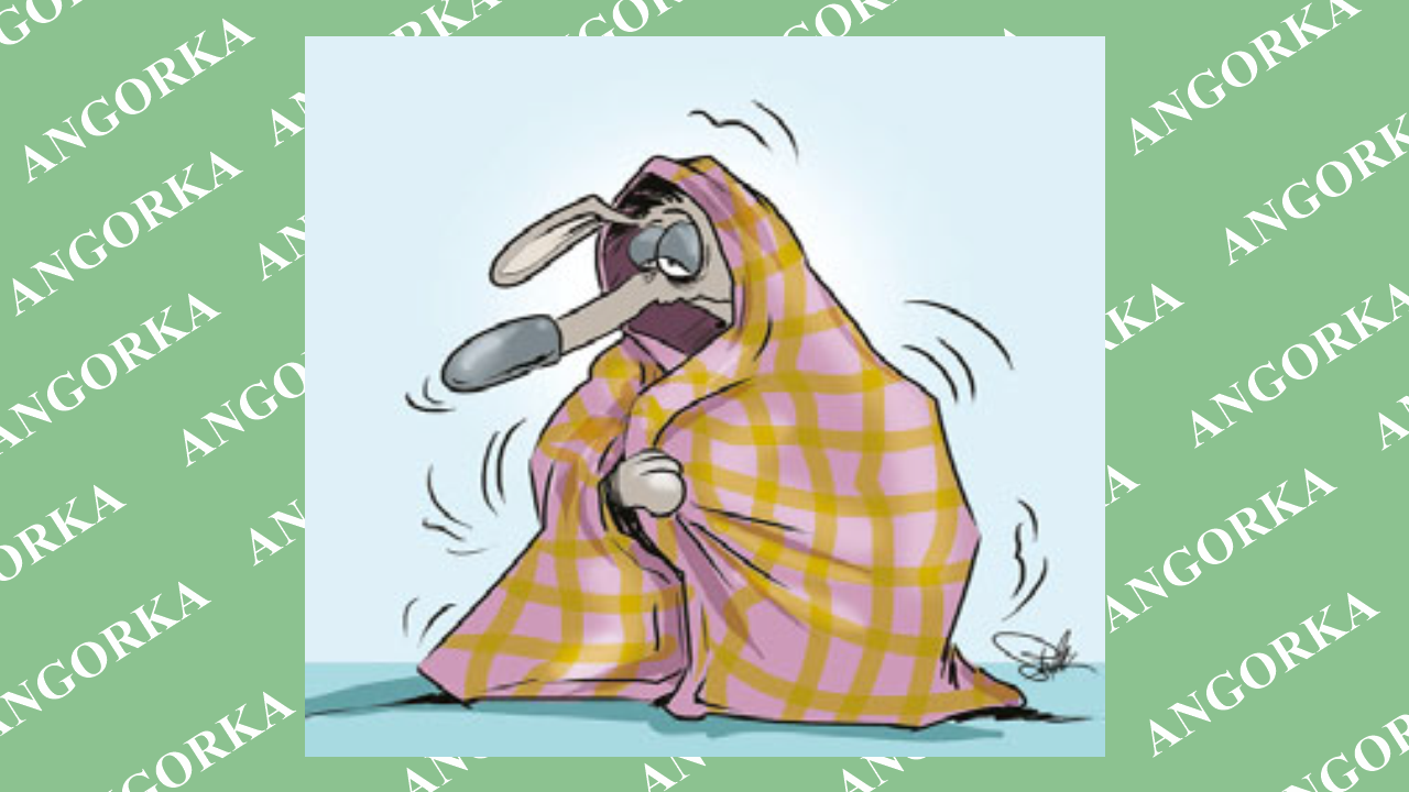 Nie tylko zimno. Czym naprawdę jest hipotermia u zwierząt?