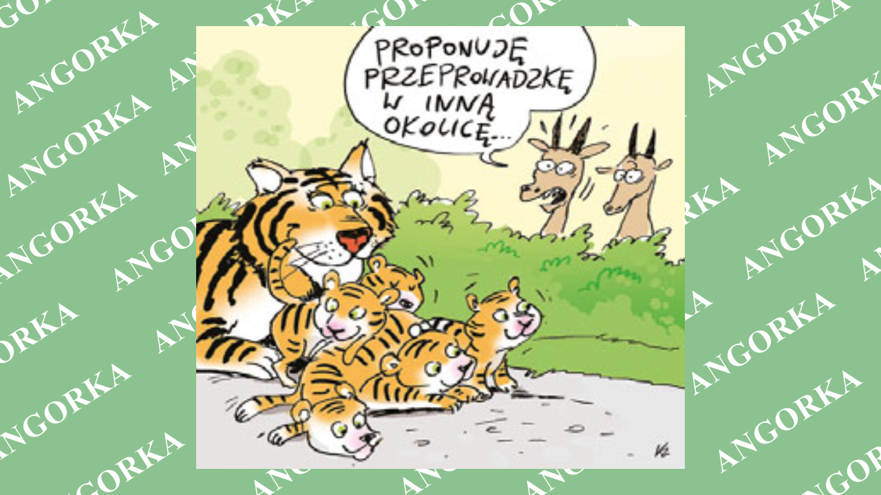 Pięć tygrysich kociąt – iskra nadziei dla gatunku