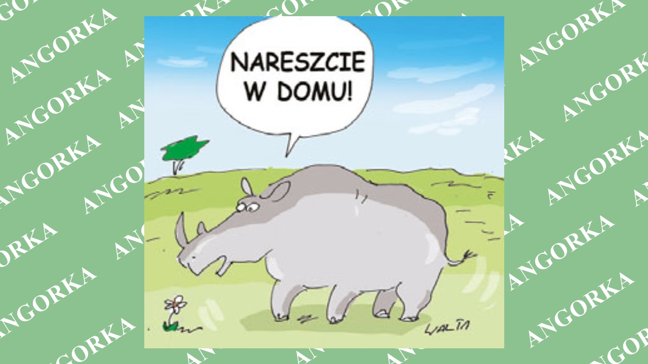 Ziwa Rhino Sanctuary oddaje nosorożce do parku narodowego w Ugandzie